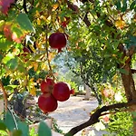 Apartman Eleia - Olive Garden & Stone House Bodrum