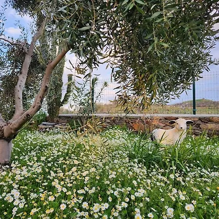 Eleia - Olive Garden & Stone House * Bodrum