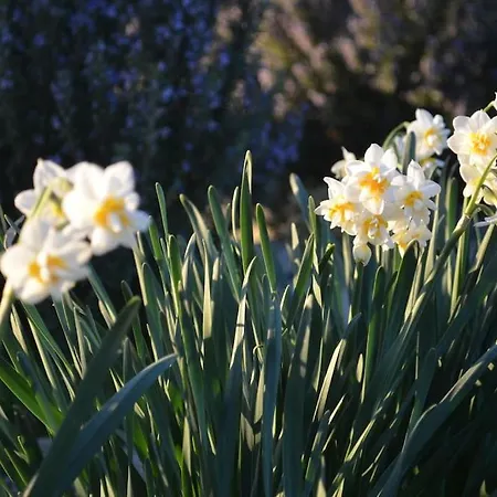 Eleia - Olive Garden&stone House Lägenhet Bodrum