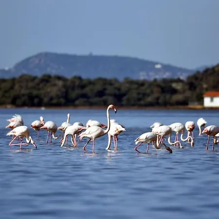 Apartment Eleia - Olive Garden & Stone House Bodrum