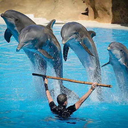 Eleia - Olive Garden&stone House Bodrum