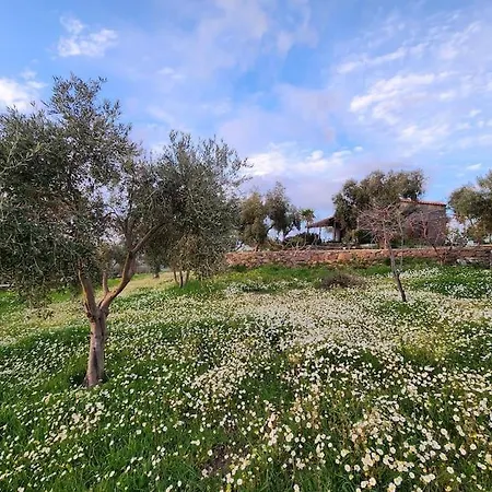 Eleia - Olive Garden&stone House Lägenhet Bodrum