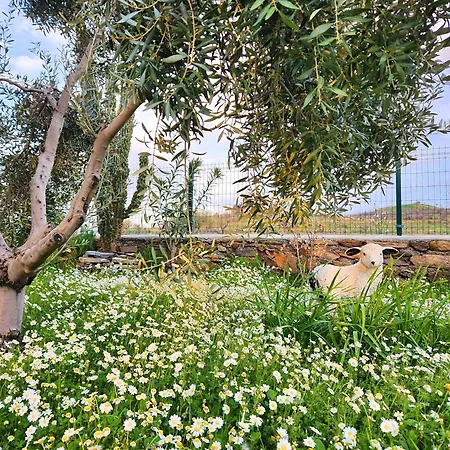 Eleia - Olive Garden & Stone House Apartment Bodrum