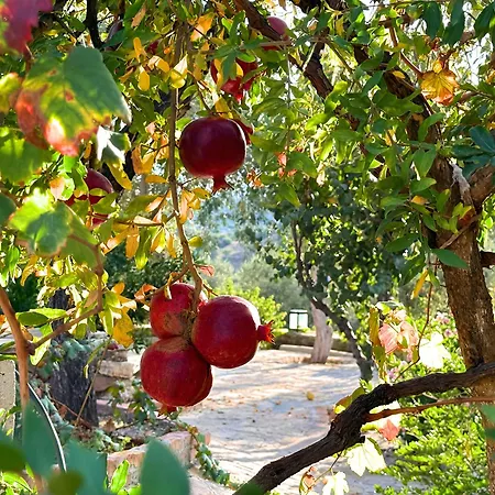 Apartment Eleia - Olive Garden & Stone House Bodrum