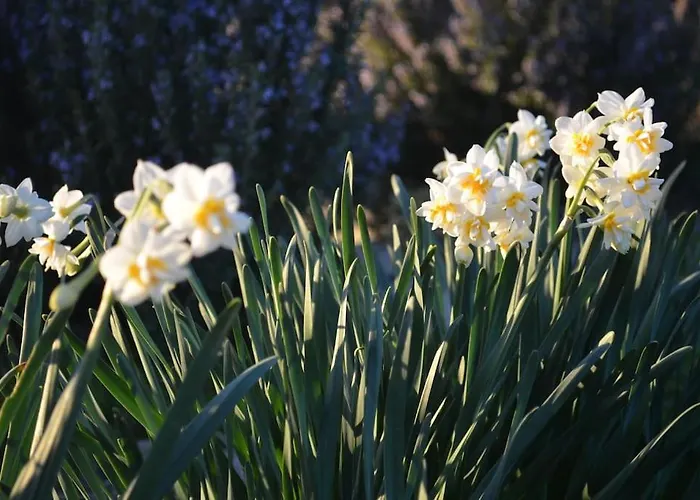 Eleia - Olive Garden & Stone House Lejlighed Bodrum