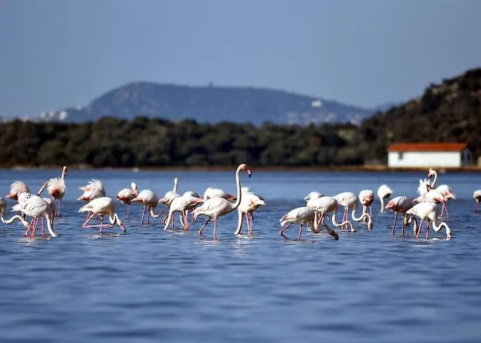 Διαμέρισμα Eleia - Olive Garden & Stone House Αλικαρνασσός