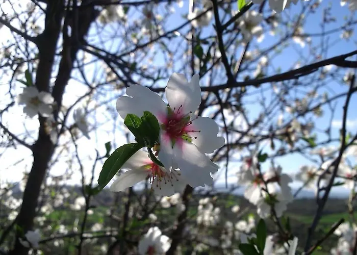 Eleia - Olive Garden & Stone House Lejlighed *