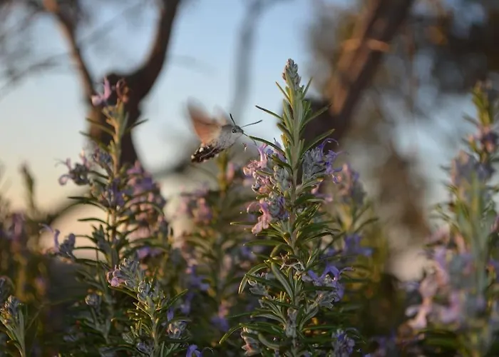 Eleia - Olive Garden & Stone House Bodrum