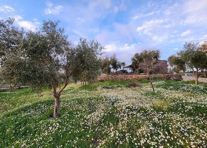 Eleia - Olive Garden & Stone House Διαμέρισμα Αλικαρνασσός