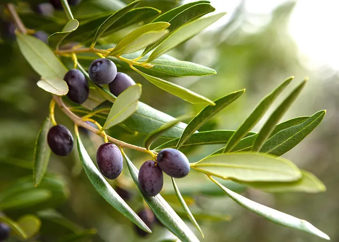 דירה Eleia - Olive Garden & Stone House בודרום