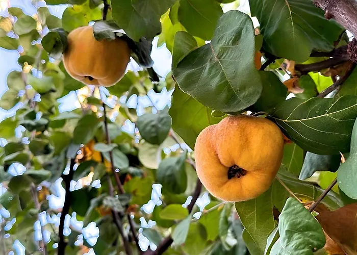 Eleia - Olive Garden & Stone House