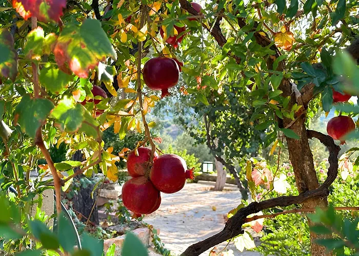 דירה Eleia - Olive Garden & Stone House בודרום