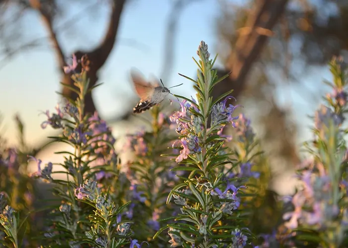 Eleia - Olive Garden & Stone House בודרום