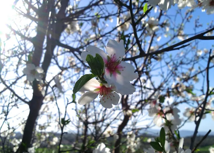 Eleia - Olive Garden & Stone House * בודרום