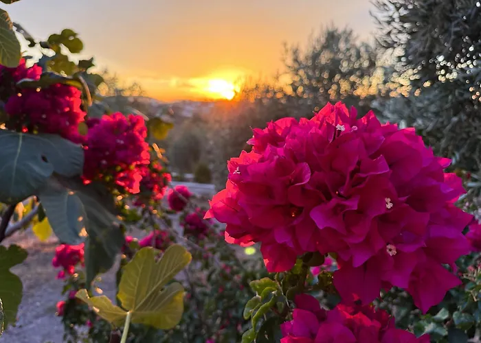 Eleia - Olive Garden & Stone House דירה *